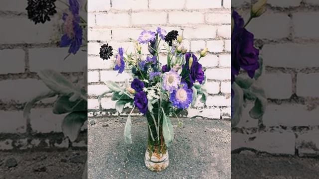 Gladiolus Picardy смотреть онлайн