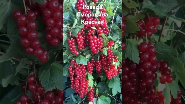 Ровада смородина красная смотреть онлайн