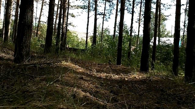 forest walk смотреть онлайн