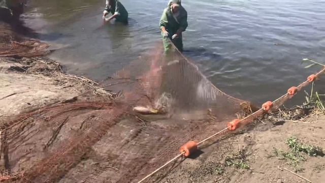 Вылов рыбы в прудовом хозяйстве в Астрахани. Механизированная ловля сетью. "Супер" рыбалка в России смотреть онлайн