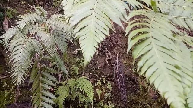 Pakis Athyrium filix femina bhs inggeris смотреть онлайн