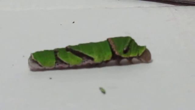 Papilio protenor ~ Walk, Swallowtail butterfly, Papilionidae смотреть онлайн