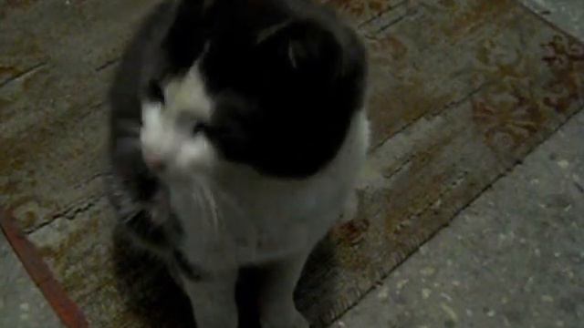 The purring cat - Урчащий кот смотреть онлайн