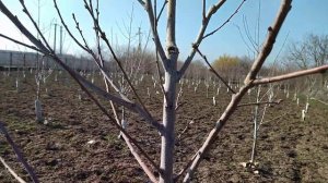 Формировка персика веретеном, второй год вегетации.