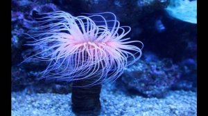 Актиния. Для детей. Познавательное видео.