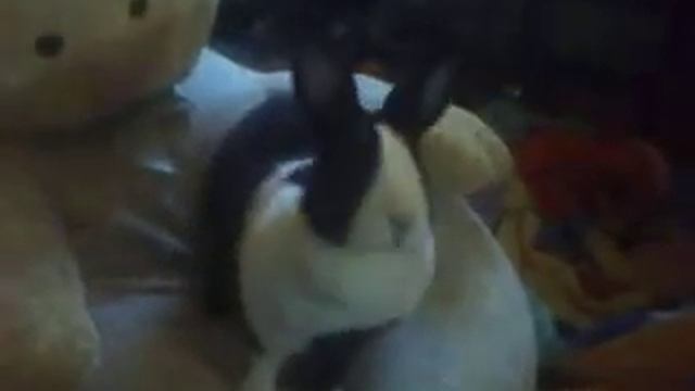 Mr. Bun Bun смотреть онлайн