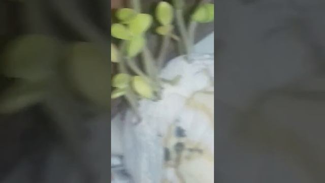 Кабачок пророс зимой)) смотреть онлайн