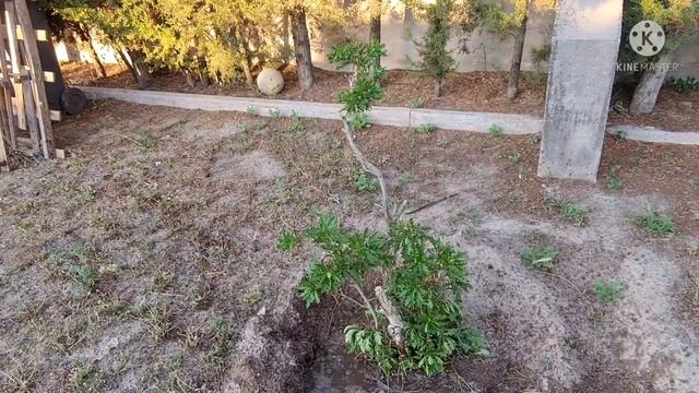 была попытка сбежать/ вовремя поймали / дома как рай / вы видели такое яйцо? Чем КОРМЛЮ курей смотреть онлайн