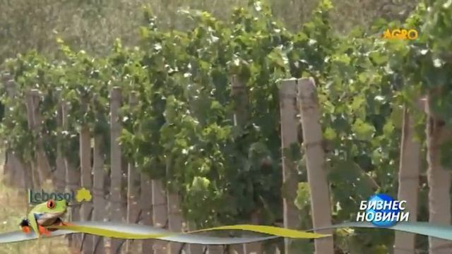 Аминозол е най-популярният продукт на Лебозол смотреть онлайн