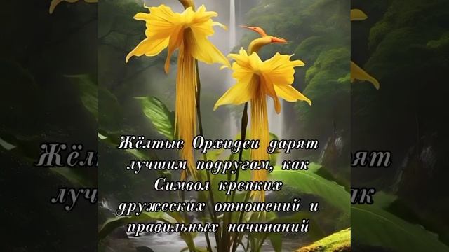 ОРХИДЕИ.... Символ Удачи и Успеха!