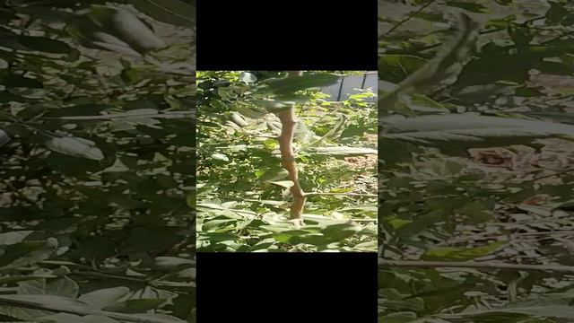 26.08.2024 яблоня Розовый закат