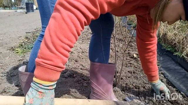 Купили заброшенную дачу(сезон 2№7)Прополка травы /Огородные дела смотреть онлайн