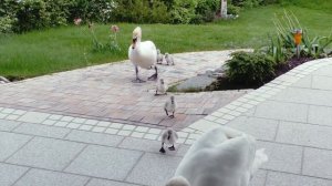 Лебеди с птенцами. Продолжение следует?!