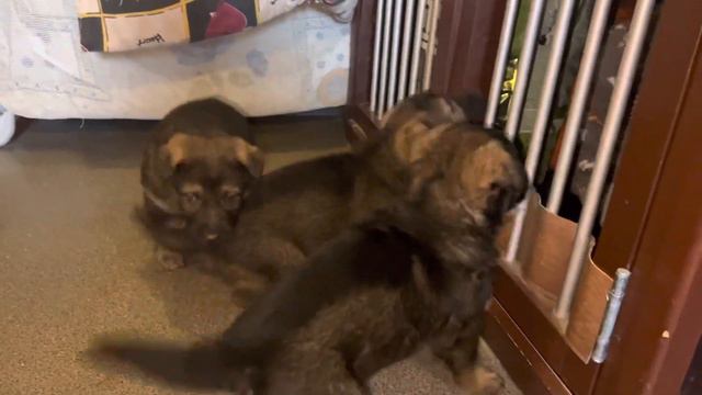 Малыши Корды смотреть онлайн