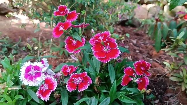 Dianthus chinensis. Гвоздика китайская. смотреть онлайн