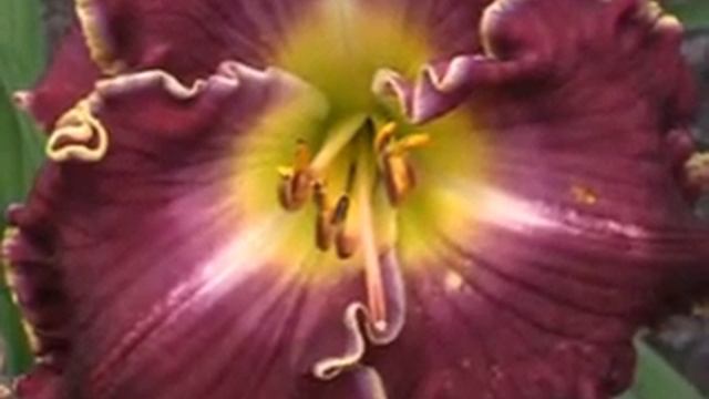 Лилейник daylily VIOLET BECOMES YOU смотреть онлайн