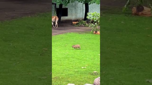 Картошка на ножках бежит за мамой
Это все важные новости к этому часу смотреть онлайн