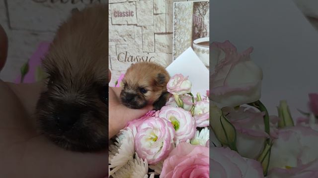 Продажа😃Питомник Йорк & Шпиц.Elite Pets,Крым, Евпатория 🌞Вопросы +79788972514 Доставка возможна 🥰 смотреть онлайн