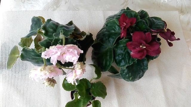 Схожесть фиалок)Истина в Деталях!)Похожие сорта фиалок смотреть онлайн