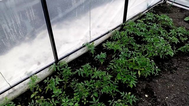 РЕЛЬСЫ Заливаем в ФУНДАМЕНТ Первый РЯД.. Строим Дом. Обзор в ТЕПЛИЦЕ. 27 мая 2020г. смотреть онлайн