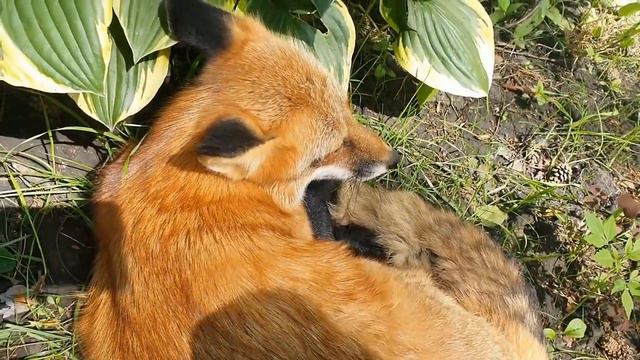 Алиса лиса. Случилась неожиданная перевозка двух лисиц. смотреть онлайн