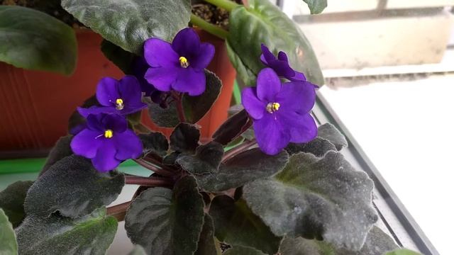 фиолетовая фиалка смотреть онлайн