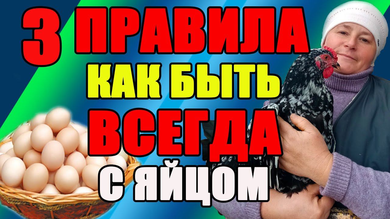 ТРИ ПРАВИЛА, как быть всегда с куриным яйцом. смотреть онлайн