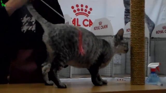 Девон Рекс - ХАРАКТЕР и ОПИСАНИЕ от Владелицы Кошки | Породы КОШЕК смотреть онлайн