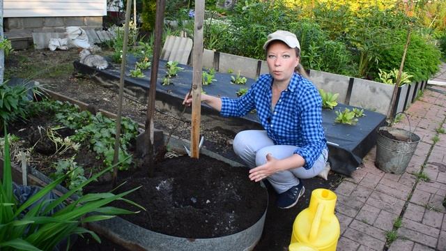 Посадка яблони: раскрываю секреты. Как сажать яблоню при высоких грунтовых водах смотреть онлайн