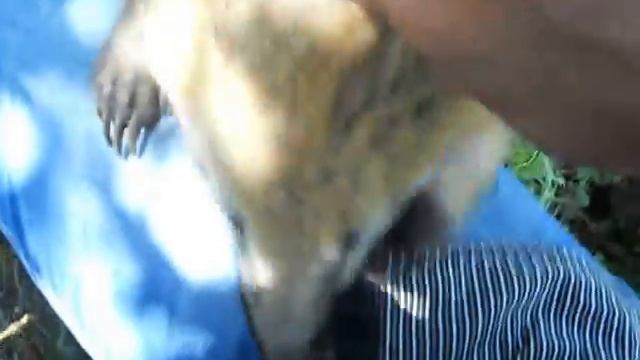 Носуха нападает смотреть онлайн
