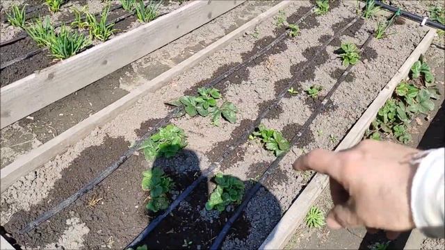 Новые запреты для дачников и жителей частных домов , на сжигание мусора и сухой травы. смотреть онлайн