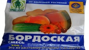 Васюган яблоня колоновидная