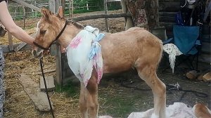 НИКТО НЕ ОЖИДАЛ ЧТО ТАКОЕ МОЖЕТ СЛУЧИТСЯ С ЖЕРЕБЕНКОМ