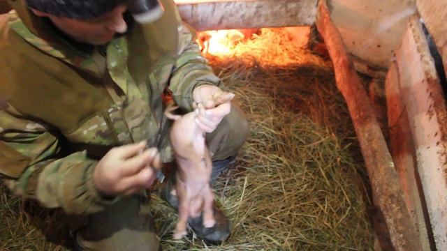 железо,клыки ,взвешивание и другие,, приключения" поросят. смотреть онлайн