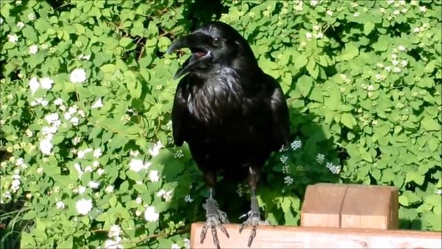 Ворон. Ясенево. Лес 28.05.2011 смотреть онлайн