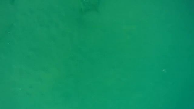 Подъём рапанов со дна Чёрного моря смотреть онлайн