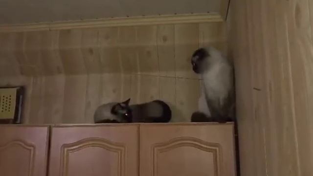 Кот не хочет кошку, у Пуфика первая вязка смотреть онлайн