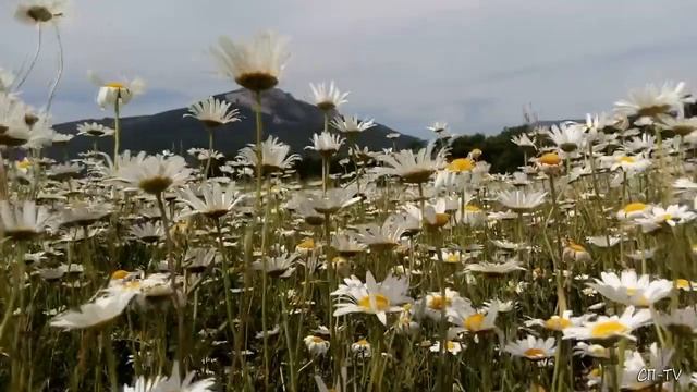 Крым. Байдарская долина вся в ромашках смотреть онлайн