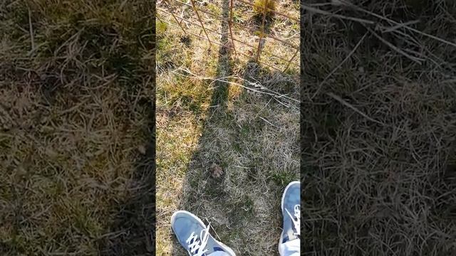 Кормим косулю из рук в Станьково смотреть онлайн