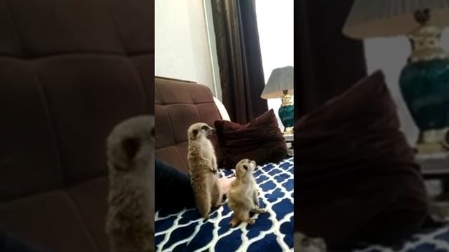 Маленький сурикат впервые дома смотреть онлайн