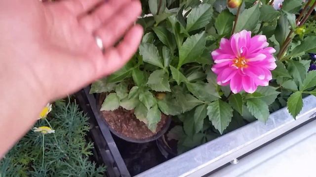 ?? Торговля рассадой началась???