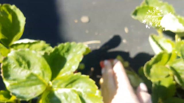 Самый лучший сорт клубники на моём участке! Сорт Азия! смотреть онлайн