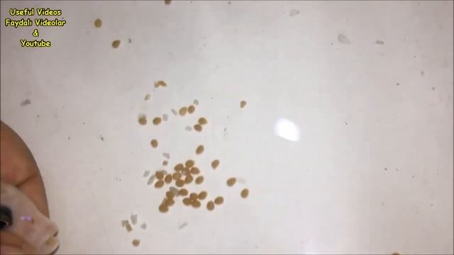 White Dolphin Cichlid fish gave birth to 43 eggs смотреть онлайн
