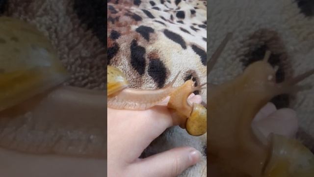 °Мои улитки ахатины° 1 часть°