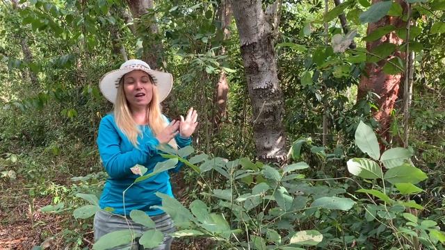 Poisonous Plant Profile: Manchineel Tree смотреть онлайн
