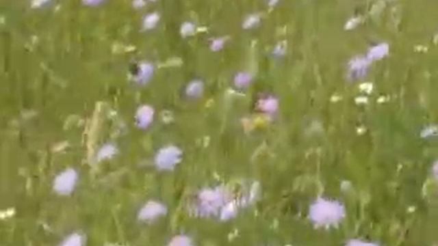 На короставнике смотреть онлайн