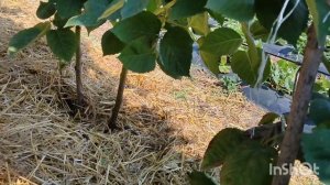 ежевика Блэк Джем в пик плодоношения. 3.09.23