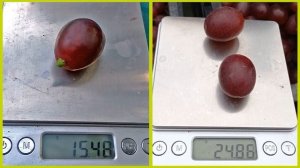 @Какой виноград посадить. Сравнение сортов и форм винограда. Вып.7