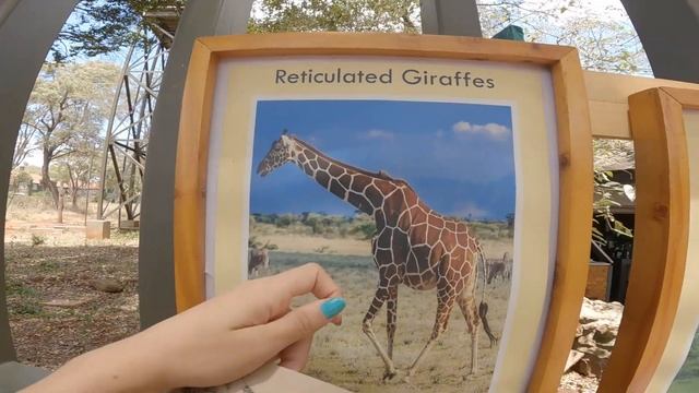 KENYA'da Zürafa Merkezi ? İlk Defa Bu Kadar Yakınım! ~ 22 смотреть онлайн