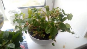 Мои комнатные растения. Обрезка бальзамина